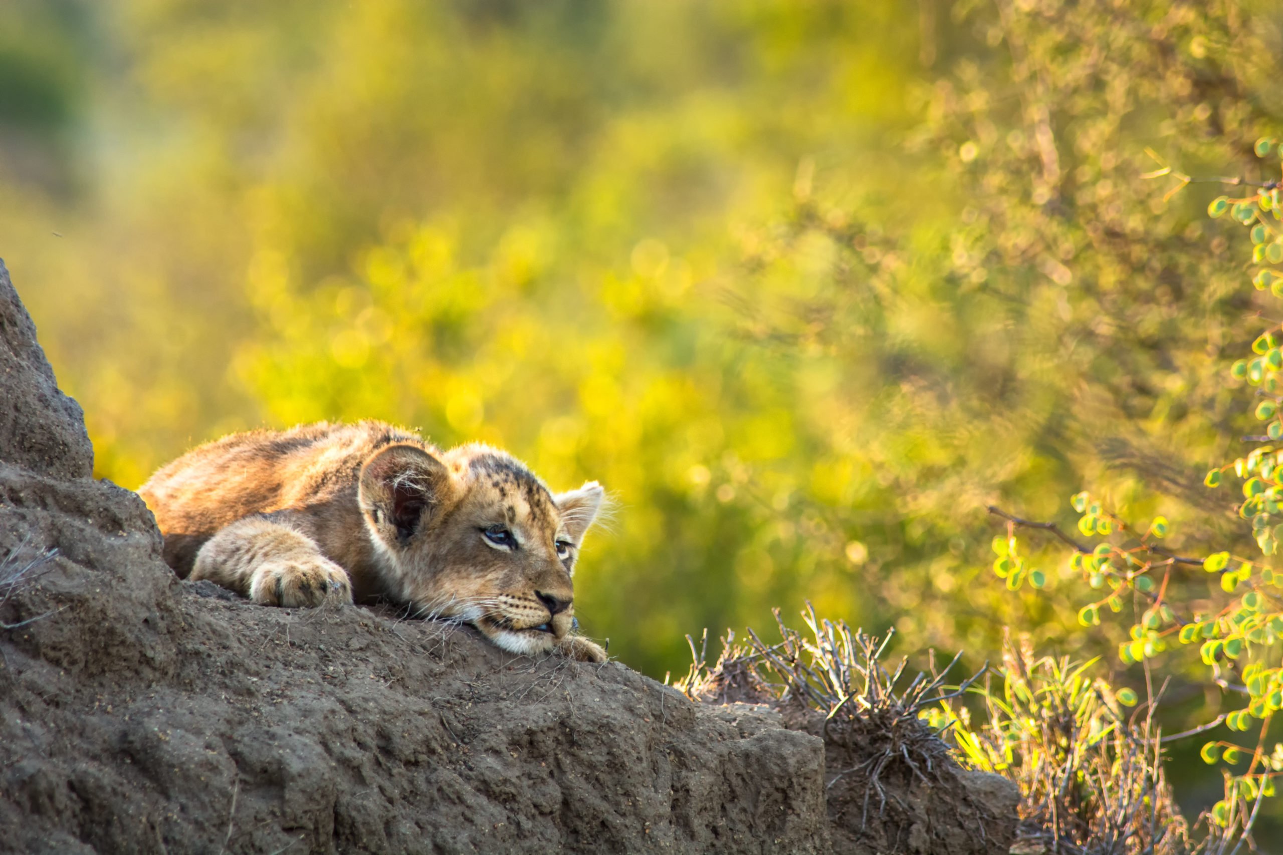 Makalali Main Lodge | African Trackers