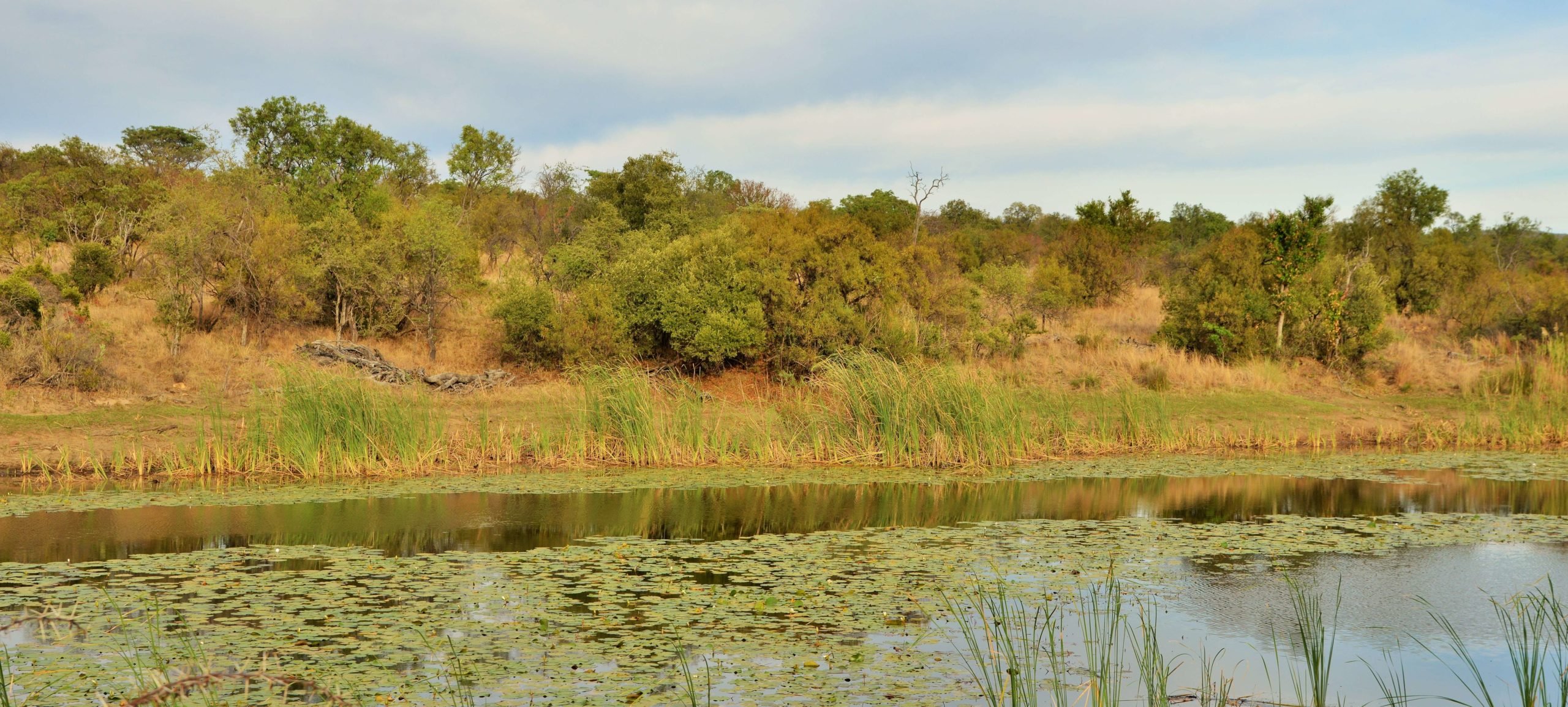 Black Rhino Header Image