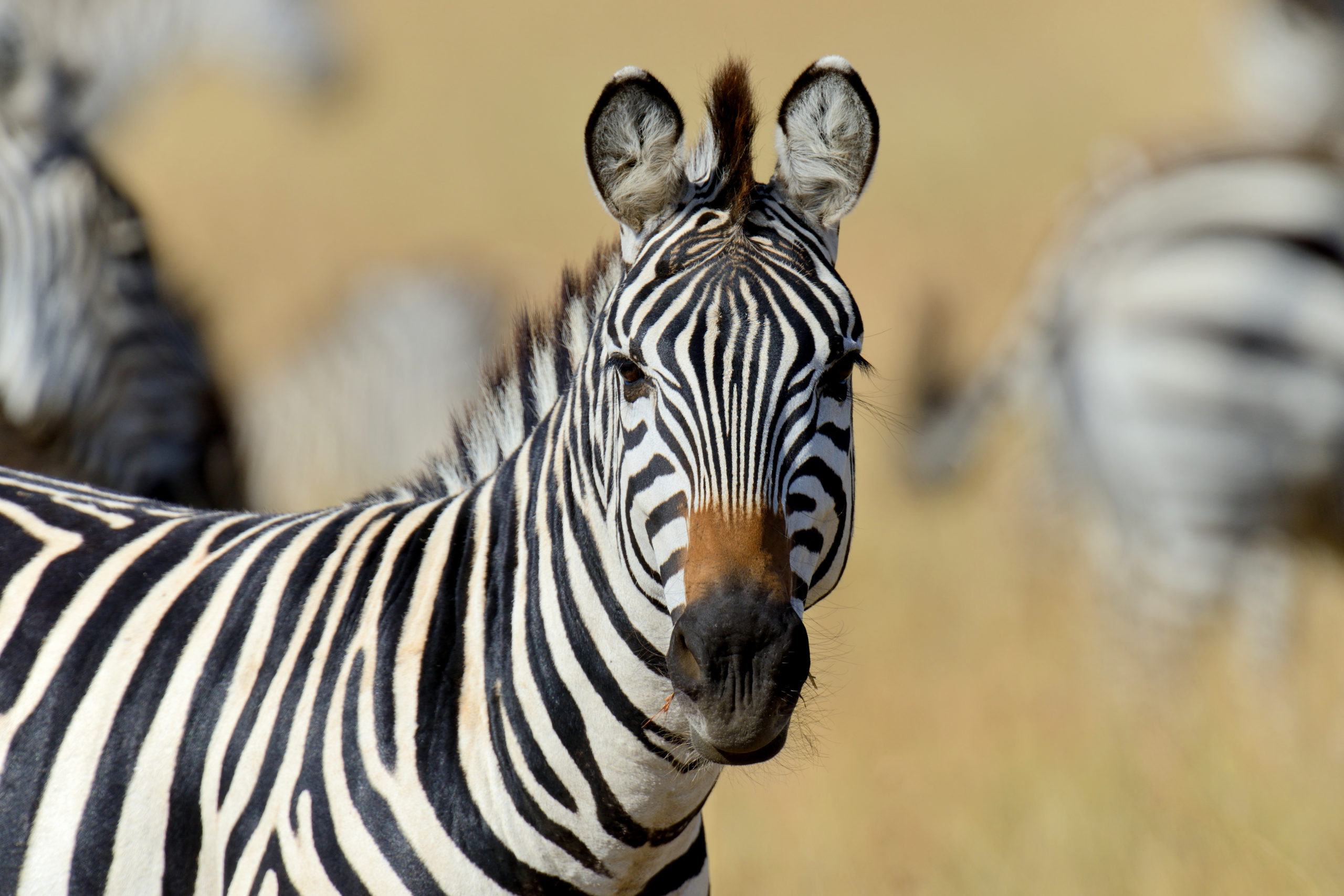 Mziki Safari Lodge Header