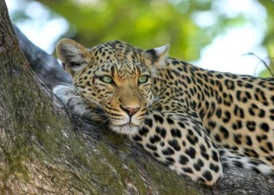 Leopard in the African Bush