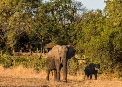 Sabi Sabi Bush Lodge