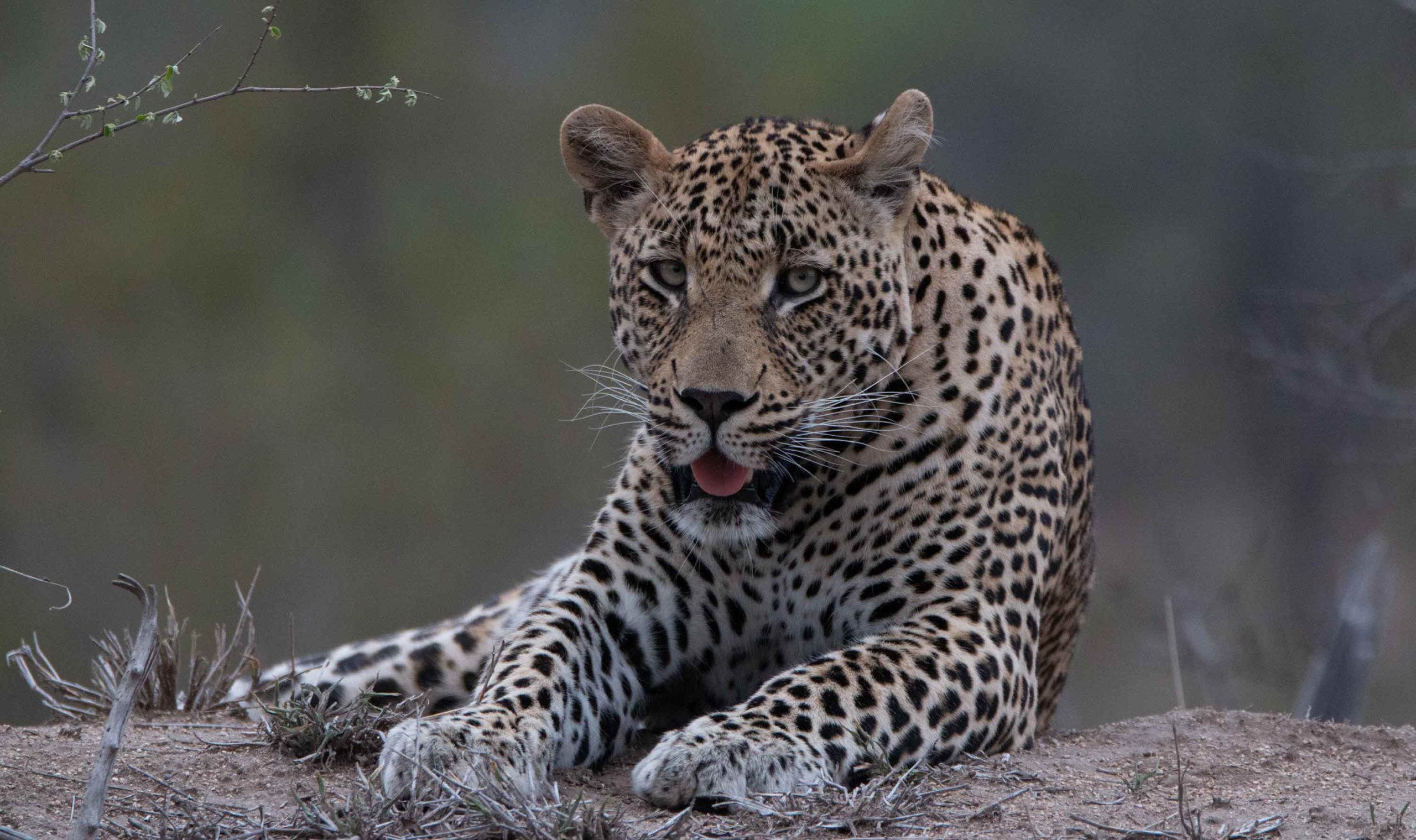 Notten's Bush Camp Leopard Resting on a Rock