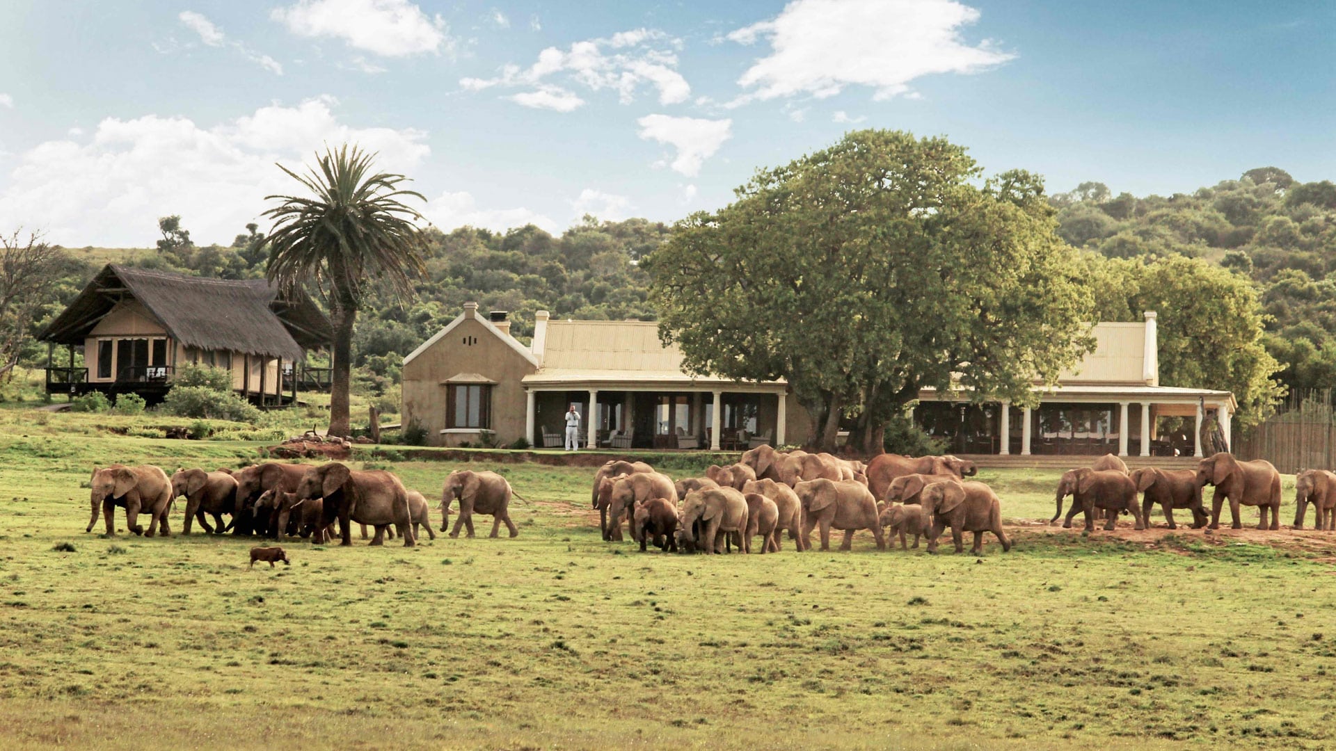 A herd of elephants strolling past the camp