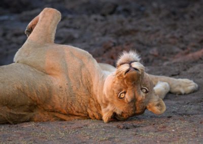 Londolozi Varty Camp