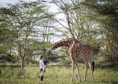 Nditu the resident giraffe at Sirikoi
