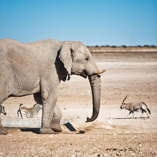 featured etosha safari camp 600x600 001