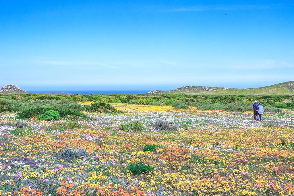 Saison des fleurs au Cap
