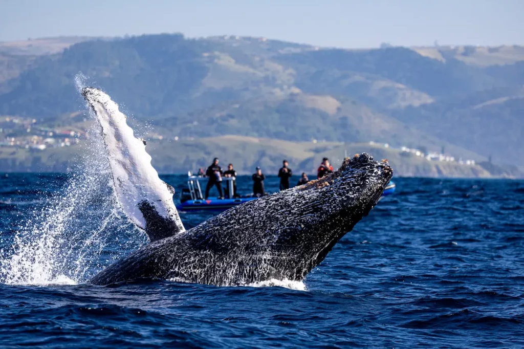 Baleine au large du Cap