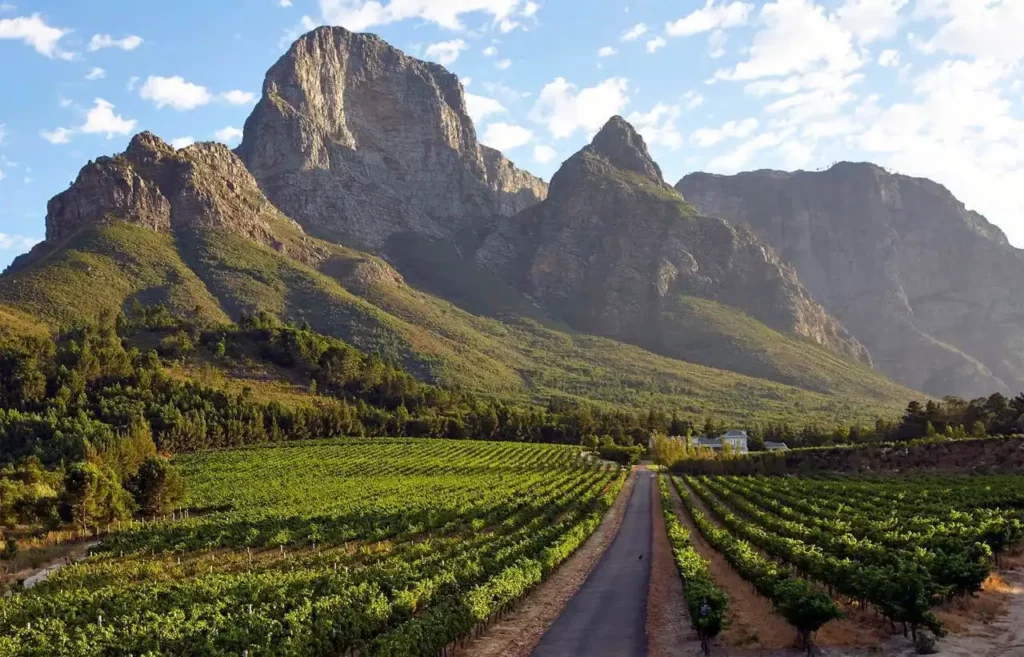 Vignes à Franschhoek
