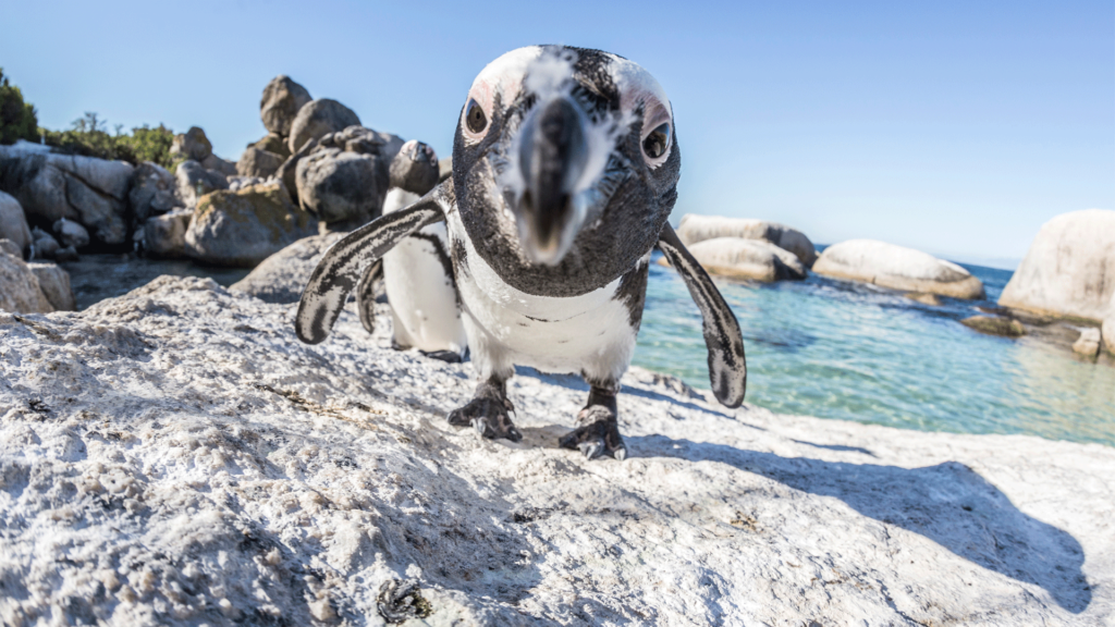 Manchot à Boulders Beach