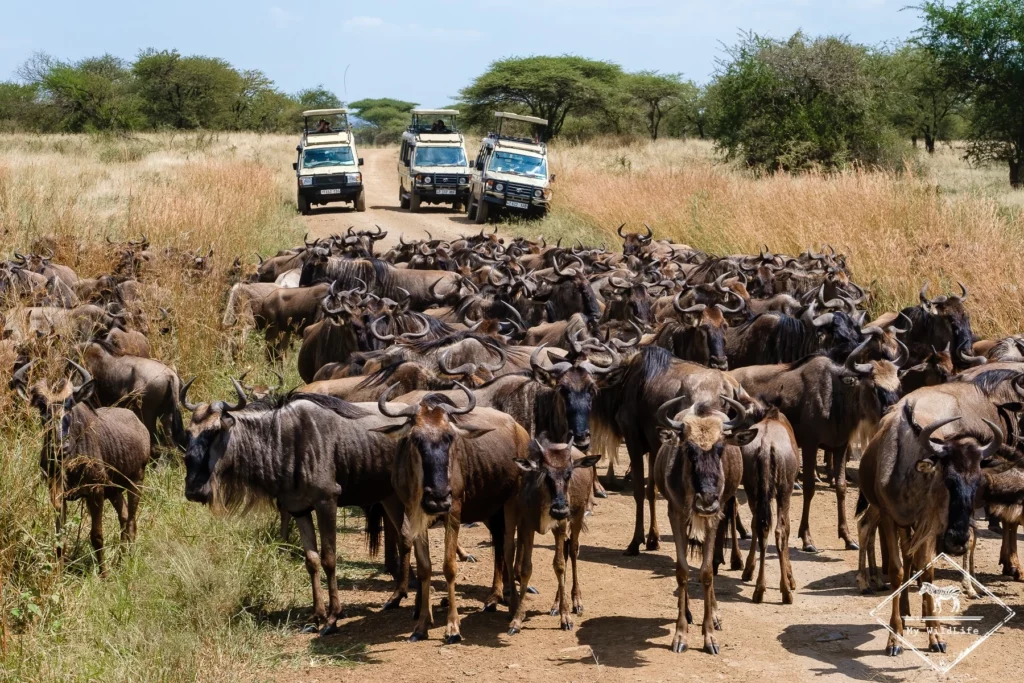 Serengeti